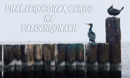 PHALACROCORAX CARBO NA FALOCHRONACH